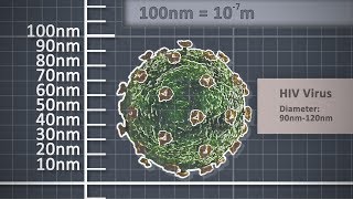 The Metre  Metric unit of length  Scale comparison [upl. by Clio]