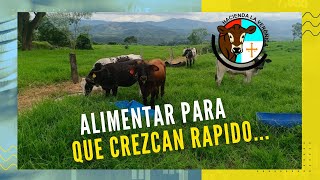 ALIMENTAR PARA QUE LAS PEQUEÑAS TERNERAS CREZCAN RAPIDO [upl. by Nich]