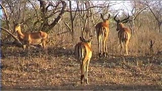 African Wildlife HD Part 1  South Africa Kruger Park 24  Travel Channel [upl. by Onimixam]