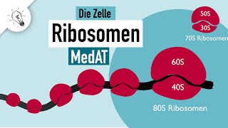 Ribosomen Aufbau amp Funktion  MedAT  Biologie [upl. by Yrogiarc]