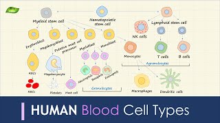 Human Blood Cell Types  Immunology  Basic Science Series [upl. by Mariande445]