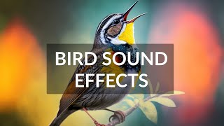 Fantastic Bird Sound Effects  200 sounds and songs from imaginary birds [upl. by Cnut]