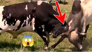 Big cows fight 🔥🔥🐂🐂 [upl. by Lauryn265]