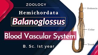 Balanoglossus  Blood Vascular System  B Sc Ist year  Zoology [upl. by Grenville]