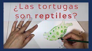 Partes de la Tortuga  Zoología Montessori [upl. by Akayas]