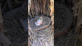 What is the little rabbit doing in the nest Cute pet debut plan Rabbit rural cute pet [upl. by Acnalb]