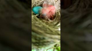 shortsbirdsrobintwo hatchlings one egg [upl. by Payson]