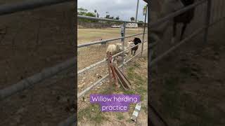 Blue HeelerAustralian Cattle Dog herding practice [upl. by Nnylarej283]