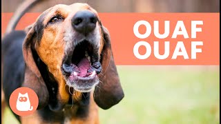 Meilleures vidéos de CHIENS QUI ABOIENT FORT 🐶🔊 Aboiements de chiens les plus DRÔLES [upl. by Ehc]