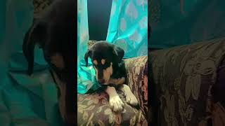 Milja bina veyoutubeshorts love dog viralvideo [upl. by Beka]