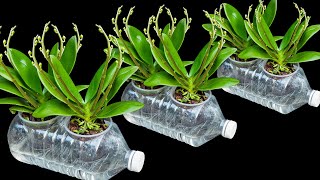 The secret to growing orchids in water bottles Flowers bloom profusely and never have root rot [upl. by Anytsyrk]