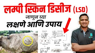 लंपी रोग उपाय मराठी  lampi virus cow treatment marathi [upl. by Sanbo946]