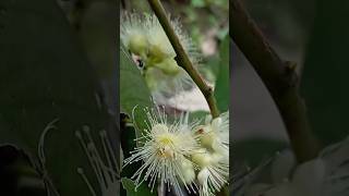 வாட்டர் ஆப்பிள்நீர்க்குமளிSyzygium samarangense Champa fruitJambakka fruitFLOWERING [upl. by Susann664]