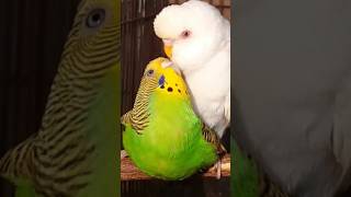 BudgerigarParakeets Mating Call And Sounds  বাজরিগার পাখি পালন পদ্ধতি [upl. by Ztnarf]