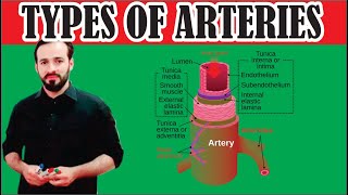 11 Types of Arteries  Elastic arteries  Muscular arteries Arterioles meta arterioles [upl. by Artemahs]