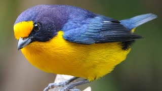 Variação canto do GATURAMO VERDADEIRO  guiratã  bonitolindo  guriatã  Euphonia violacea [upl. by Letnwahs]