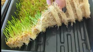 Learn How to Grow Wheatgrass amp Save Money WITHOUT SOIL [upl. by Jara]