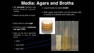 Lab Exercise 1 Introduction to Microbiology [upl. by Scholz462]