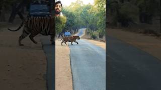 Big tiger cross the road tiger forest wildlife animals rahulrox01 youtubeshorts shorts trend [upl. by Hallimaj633]