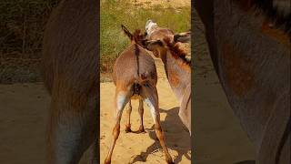 animals pets villagelife gadhe donkeys [upl. by Ayaj983]