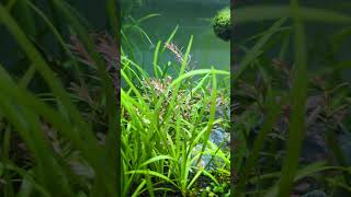 Rotala super red rotala blood red No CO2 low tech plantedaquarium aquarium plants [upl. by Aiotal178]