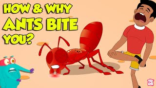 How Do Ants Bite  Why Do Ants Bite Humans  Fire Ant Sting  The Dr Binocs Show [upl. by Leaj]