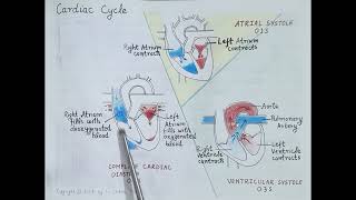 Cardiac Cycle Cardiovascular System Part 7 HINDI  Dr Shikha Parmar [upl. by Aihsem]