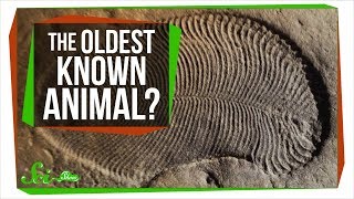 The Oldest Known Animal May Be a Weird Fleshy Oval  SciShow News [upl. by Adora]