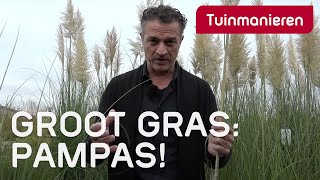 Pampasgras het grootste gras in de tuin  Tuinmanieren [upl. by Alegnad]