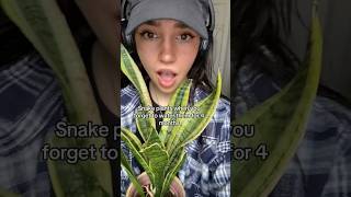 The EASIEST houseplant ever 😭❤️ plants houseplants [upl. by Serdna]