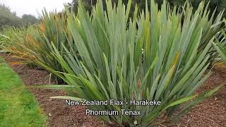 Phormium Tenax Intro [upl. by Berey]