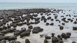 Live samples of stromatolite life forms oldest in the world found in Australia [upl. by Assyn59]