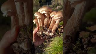 Armillaria mellea [upl. by Ahseid]