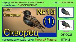 Скворец Часть 1 Голоса птиц [upl. by Toby473]