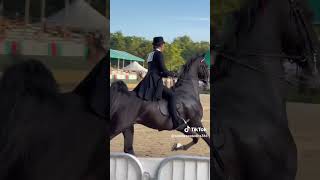 Saddleseat time beautiful equestrian [upl. by Winou]