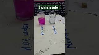 sodium in water sodium metal  Reaction of sodium with water scienceexperiment scienceactivity [upl. by Golub]