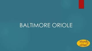 Baltimore oriole Meaning [upl. by Ornas469]