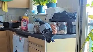 Sneaky Pigeon Enters Flat to Steal Munch Mayhem Ensues  Pigeon Home Invasion [upl. by Gena]