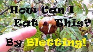 Learn About the Ancient Medlar Fruit amp The Process of Bletting [upl. by Crary]