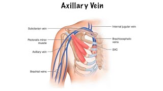 Axillary Vein [upl. by Atnoled]