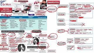 7 RM19 2V DÍA 2 INFECTOLOGÍA PARASITOS PROTOZOARIOS PARTE I [upl. by Cenac959]