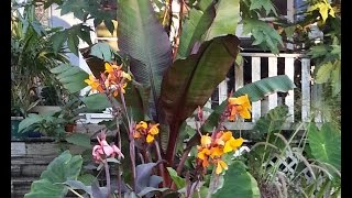 Overwintering Ensete Banana [upl. by Lashar]