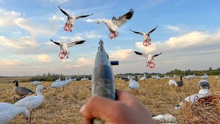 INCREDIBLE Once in a LIFETIME BANDED Snow Goose Hunt 5 BANDS [upl. by Auqinot]