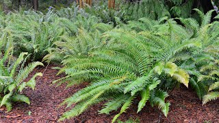 Sword Fern Polystichum munitum [upl. by Akapol]