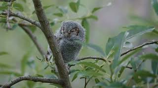 A Fledgling Flammulated Owlet [upl. by Paul]