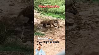 Tiger attack on Dog tiger wildlife jungletiger animals shorttrending viral tigerfight [upl. by Ahsratan]