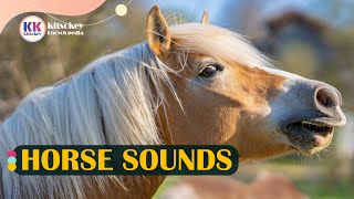 Horse Sound horse sounds Hear different horse sounds Horse Sound effect [upl. by Ania]