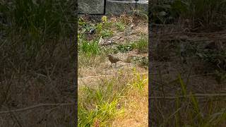 Can’t tell what kind of bird bird birdslover pnw birdwatching backyard [upl. by Emmuela]