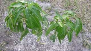 Tropical Fruit Trees  Pickering Mango Tree  Part 1 [upl. by Eseilenna]