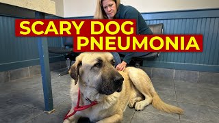 Viral Bacterial Dog Pneumonia  Sick Dog with Cough  How Dog Pneumonia is Spread Symptoms Treated [upl. by Alleb894]